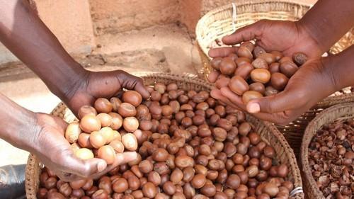 Shea nut Processing Project